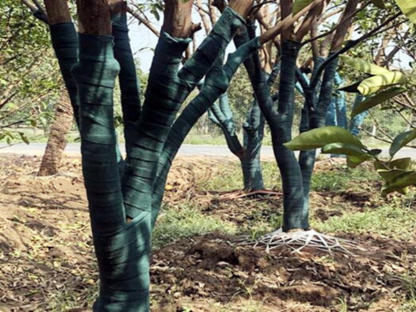 裹树带也被称为树木保温裹树布