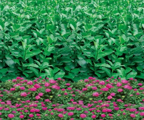 小粉花花型印花防寒布