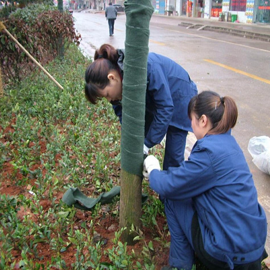 植物绷带