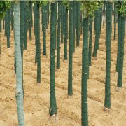 吉林生产植物绷带,包树布,裹树条厂家