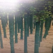 园林树木绷带包树布
