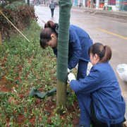 园林养护裹树条,树木植物绷带包树布