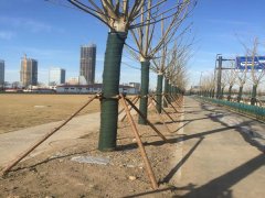 齐齐哈尔墨绿色缠树带,不加膜植物绷带包树布