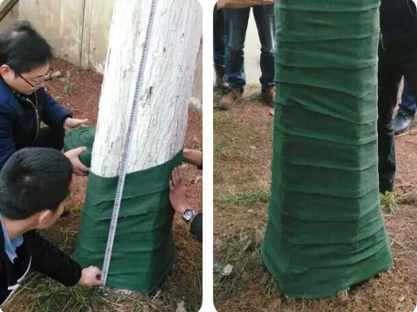 树木保温包树布多少钱一米