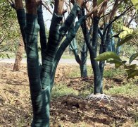 园林树木＂植物保温带＂厂家批发