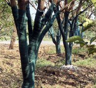 园林树木＂植物保温带＂厂家**
