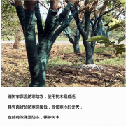 秦皇岛围绕枫树裹树布的用处和用方法